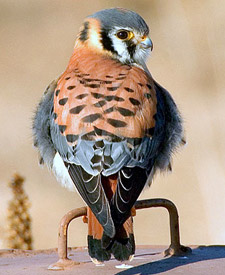 American Kestrel