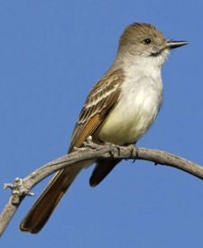 Ash-throated Flycatcher