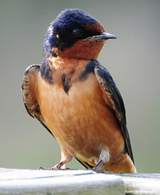 Barn Swallow