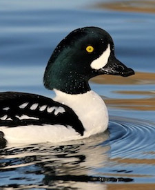 Barrow’s Goldeneye