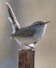 Bewick’s Wren