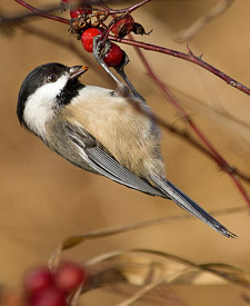 Black-capped Chickadee