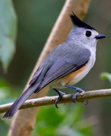 Black-crested Titmouse