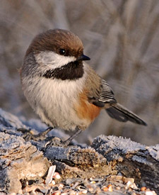 Boreal Chickadee