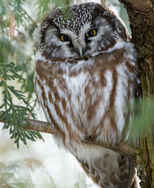 Boreal Owl