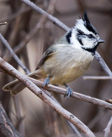 Bridled Titmouse