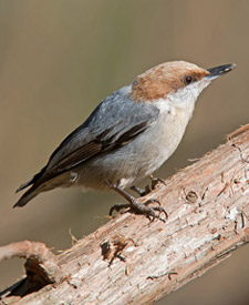 Brown-headed Nuthatch