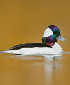 Bufflehead