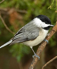 Carolina Chickadee