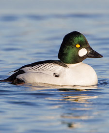 Common Goldeneye