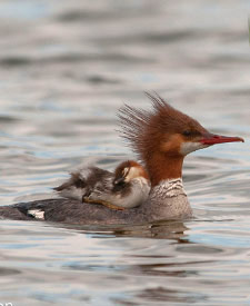 Common Merganser