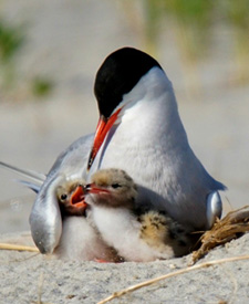 Common Tern