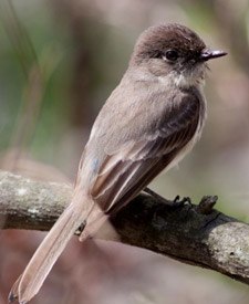 Eastern Phoebe