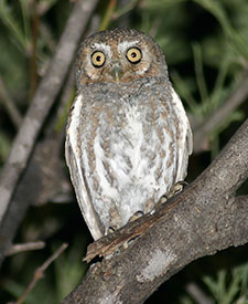 Elf Owl