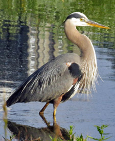 Great Blue Heron