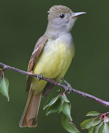 Great Crested Flycatcher