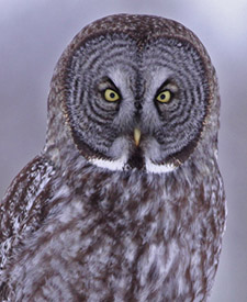 Great Gray Owl