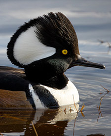 Hooded Merganser