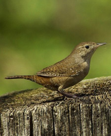 House Wren