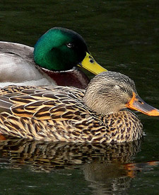 Mallard