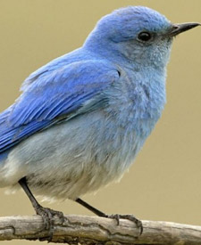 Mountain Bluebird