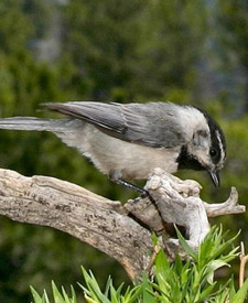 Mountain Chickadee