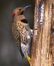Northern Flicker