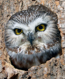 Northern Saw-whet Owl