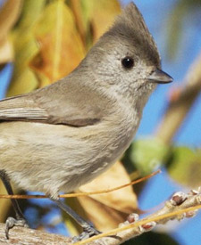 Oak Titmouse