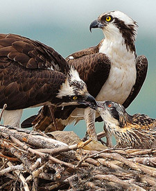 Osprey