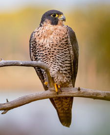Peregrine Falcon