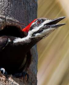 Pileated Woodpecker