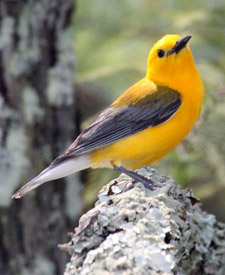 Prothonotary Warbler
