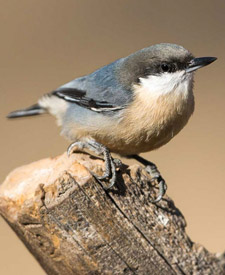 Pygmy Nuthatch