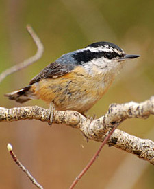 Red-breasted Nuthatch