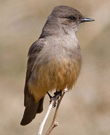 Say’s Phoebe