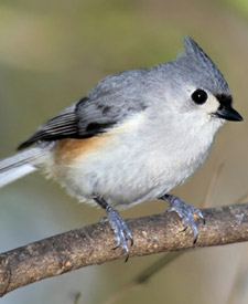 Tufted Titmouse