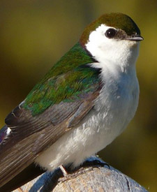 Violet-green Swallow
