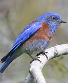 Western Bluebird