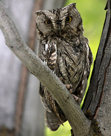 Western Screech-Owl