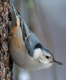 White-breasted Nuthatch