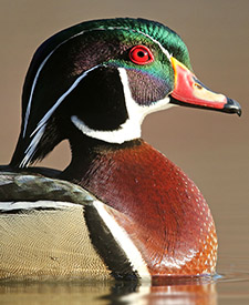 Wood Duck