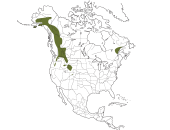 Barrow’s Goldeneye Range