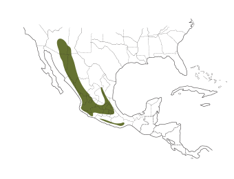 Bridled Titmouse Range