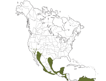 Brown-crested Flycatcher Range