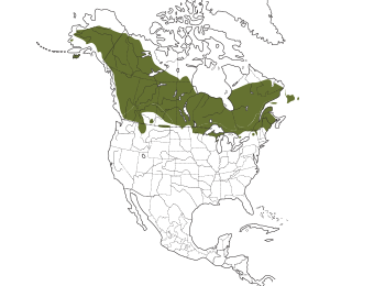 Common Goldeneye Range