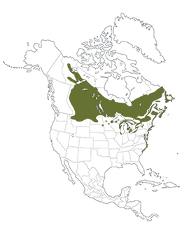 Common Tern Range