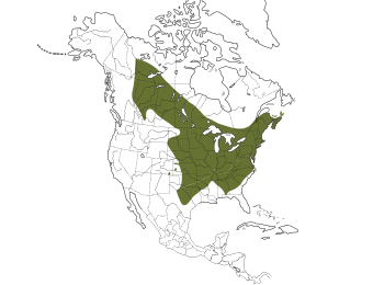 Eastern Phoebe Range