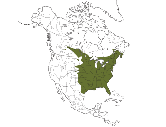 Great Crested Flycatcher Range