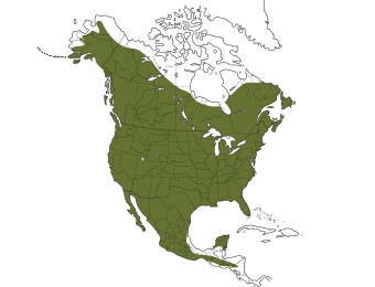 Great Horned Owl Range